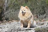 SPITZ ALLEMAND 312